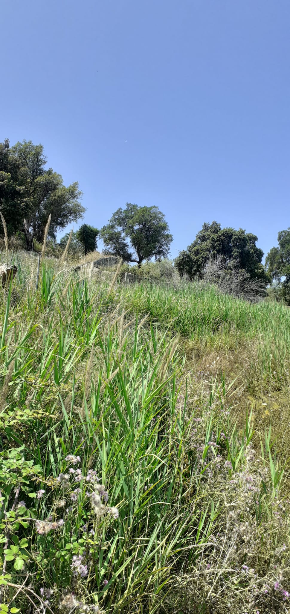 TERRENO IN CONTRADA MONTE